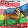 MULTI CH MISTY MEADOW'S SOMEBODY TO LOVE