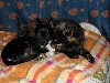 Чихуахуа и кошка