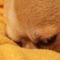 DSC00078