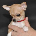 Чихуа-400_1