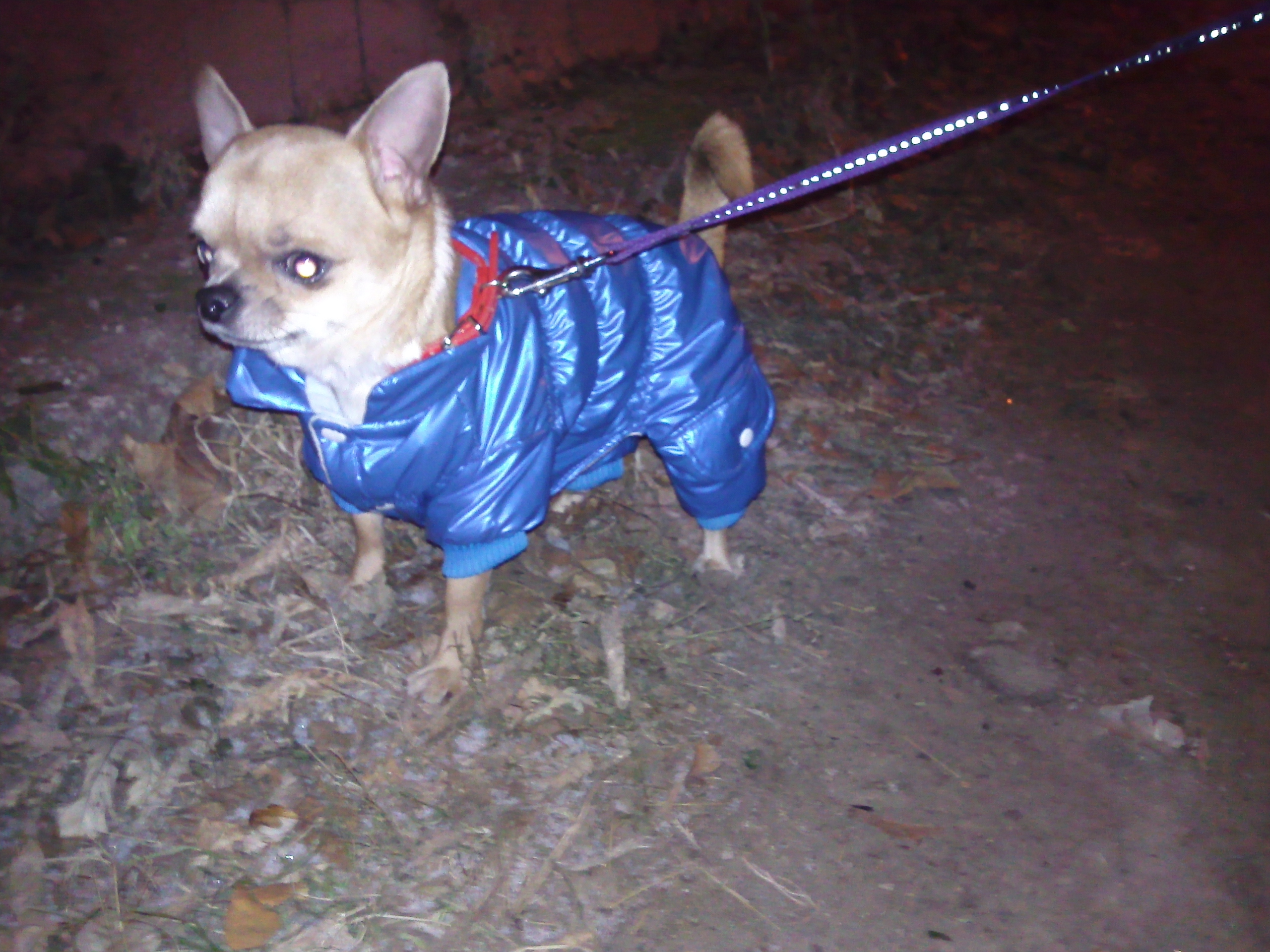 Масюня на прогулке))))